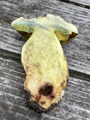 Butyriboletus brunneus