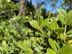 Zanthoxylum coriaceum