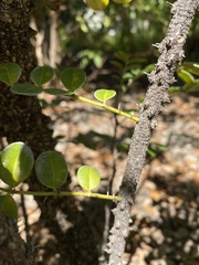 Zanthoxylum coriaceum