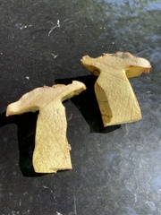 Butyriboletus brunneus