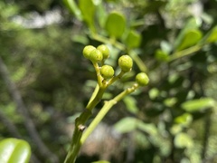 Zanthoxylum coriaceum