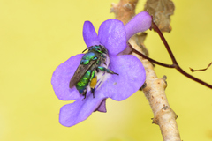 Euglossa