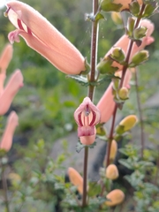 Lamourouxia rhinanthifolia