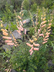 Lamourouxia rhinanthifolia