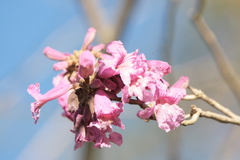 Handroanthus heptaphyllus