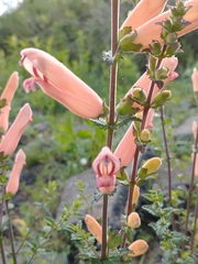 Lamourouxia rhinanthifolia