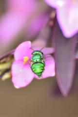 Euglossa