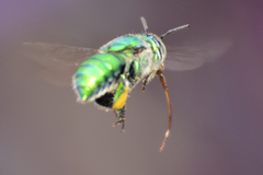 Euglossa