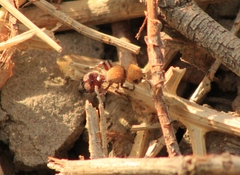 Dasymutilla snoworum