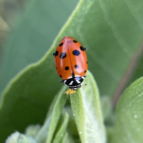 Convergent Lady Beetle photographed in Nebraska