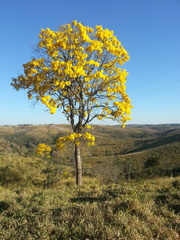 Handroanthus serratifolius