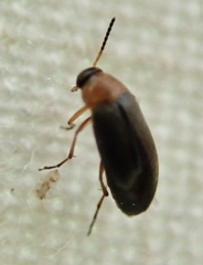 Anaspis regimbarti