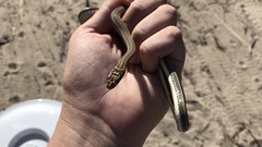 Psammophis notostictus