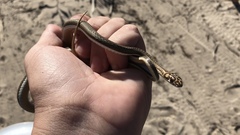 Psammophis notostictus