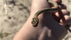 Psammophis notostictus