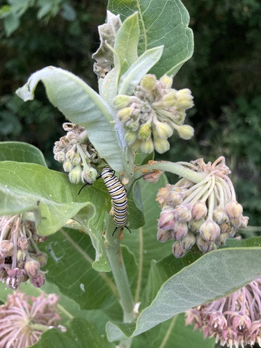 Monarch photographed in Nebraska