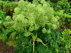 Angelica lignescens