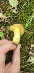 Butyriboletus taughannockensis