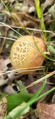 Butyriboletus taughannockensis