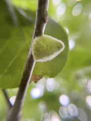 Callirhytis quercusventricosa