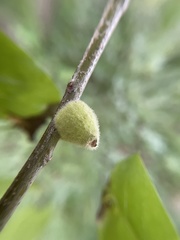 Callirhytis quercusventricosa