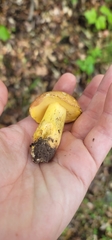 Butyriboletus taughannockensis