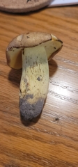 Butyriboletus taughannockensis