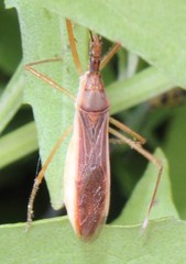 Zelus cervicalis