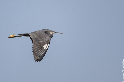 Garceta dimorfa (Egretta gularis)