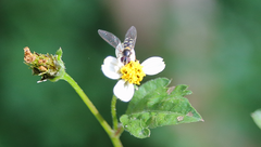 Allograpta hortensis