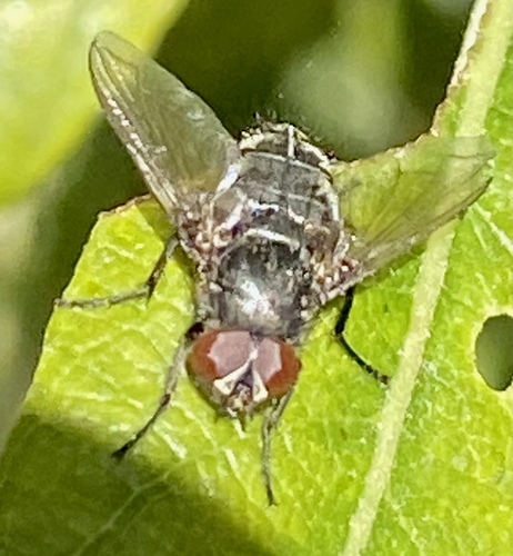 iNaturalist observation photo of Bot Flies, Blow Flies, and Allies