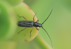 Stenosphenus sobrius