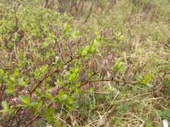 Salix saxatilis