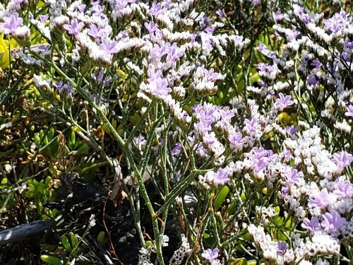 Image of Limonium ramosissimum by (c) Steve Addison, some rights reserved (CC BY)