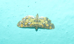 Eurrhyparodes tricoloralis
