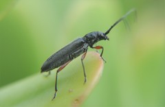 Stenosphenus sobrius