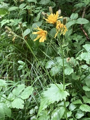 Crepis paludosa
