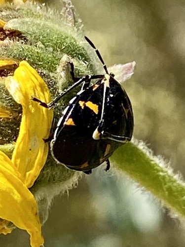 iNaturalist observation photo of Harlequin Bug