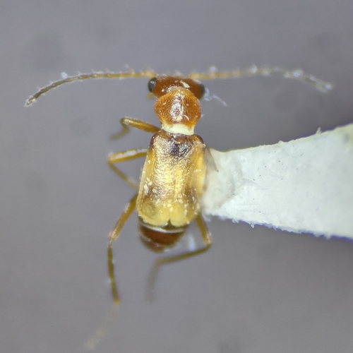 Attalusinus mexicanus