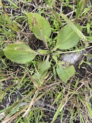 Plantago