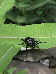 Prionus laticollis