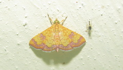 Isocentris filalis