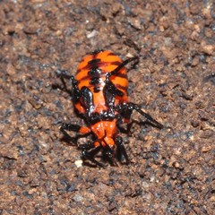 Tegea atropicta