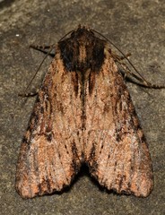 Apamea vultuosa