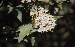 Syrphus reedi