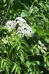 Sambucus canadensis