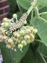 Danaus plexippus