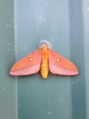 Anisota virginiensis