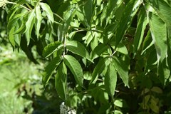 Sambucus canadensis
