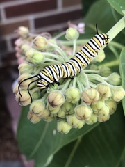 Danaus plexippus